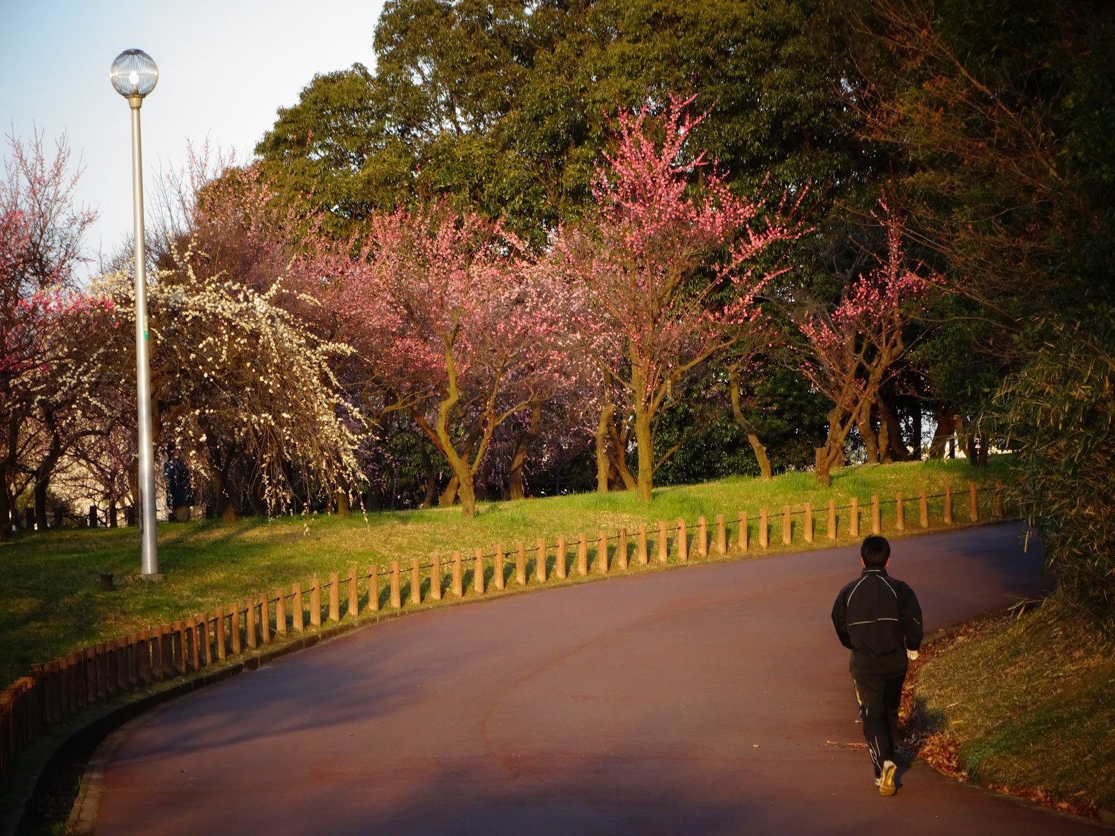 🌸 코젠 공원(荒山公園) 이미지 6